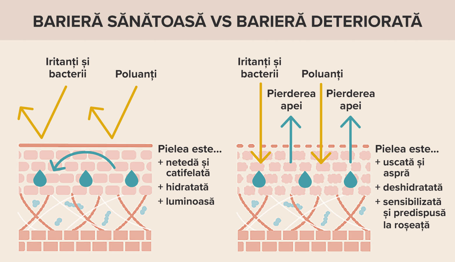 chart bariera cutanata